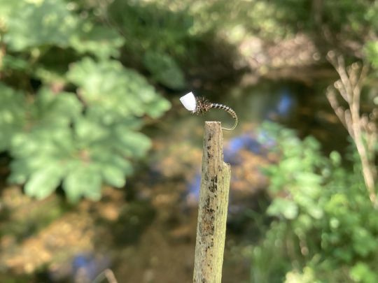 Imitation du chiro &eacute;mergent mont&eacute; par l'auteur