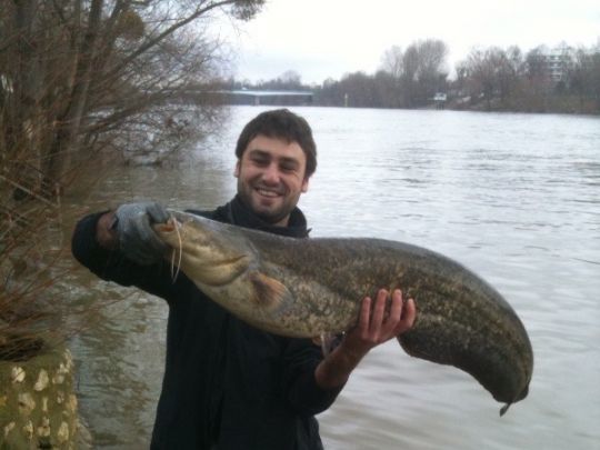 En hiver lors des &eacute;pisodes de crues, les silures sont concentr&eacute;s proche des bordures