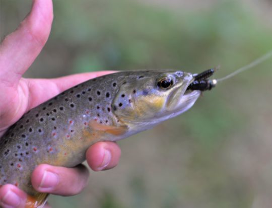 Les truites peuvent &ecirc;tre de belles tailles sur ces parcours