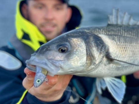 M&ecirc;me si les slugs sont efficaces avec cette technique, c'est en utilisant des shads que je la trouve la plus redoutable. Un joli bar qui aura succomb&eacute; &agrave; l'animation lin&eacute;aire de ce Master Shad de FIIISH.