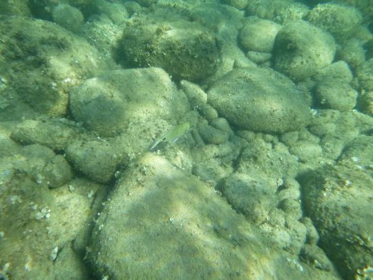 Connaitre les fonds o&ugrave; l'on p&ecirc;che.