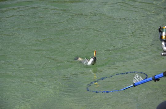 Faire plaisir aux p&ecirc;cheurs.