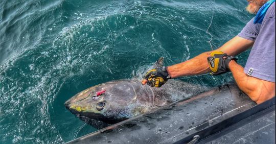 Le lignage du poisson est une &eacute;tape critique o&ugrave; le bas de ligne est mis &agrave; rude &eacute;preuve.