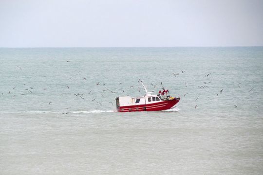 La peche du bar interdite aux p&ecirc;cheurs de loisir, mais autoris&eacute;e aux professionnels