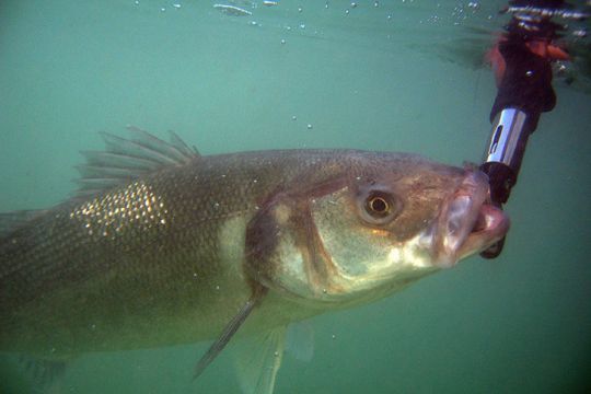 Les p&ecirc;cheurs de loisirs pratiquent une p&ecirc;che responsable et durable