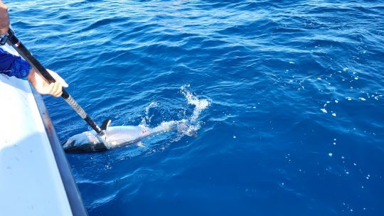 Efficace sur différentes espèces de poisson dont le thon