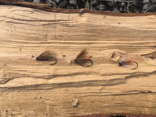 En variant les couleurs de corps et la nature de la collerette, les variantes sont nombreuses