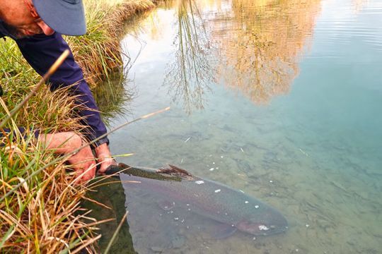 Un poisson trophée qui rejoint son élément