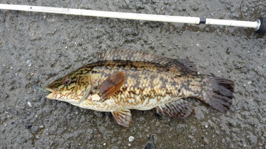 Les vieilles sont elles aussi tr&egrave;s pr&eacute;sentes