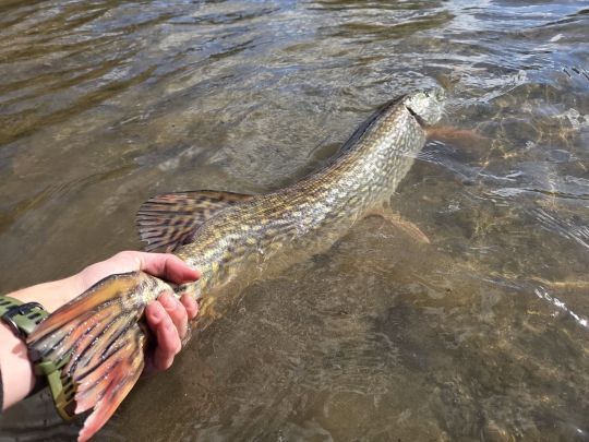 En Aveyron, la p&ecirc;che est ouverte toute l'ann&eacute;e &agrave; condition de rel&acirc;cher les poissons pris pendant leurs p&eacute;riodes de fermeture.
