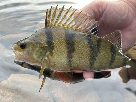  Il serait dommage de ne pas s'amuser avec des jolies perches de f&eacute;vrier &agrave; avril&hellip; 