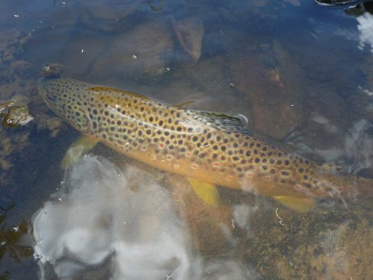 Bient&ocirc;t au bord de nos belles rivi&egrave;res &agrave; truites pour notre plus grand plaisir!