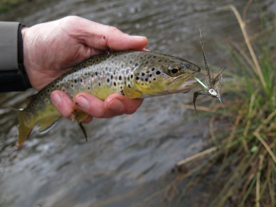 Chaque p&ecirc;cheur aura ses pr&eacute;f&eacute;rences quant &agrave; la technique employ&eacute;e, le type de rivi&egrave;re o&ugrave; il d&eacute;butera sa saison ou encore le type de p&ecirc;che qu'il privil&eacute;giera. La p&ecirc;che au streamer peut permettre de faire de beaux poissons en d&eacute;but de saison.