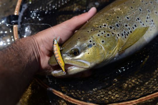 Les poissons &eacute;duqu&eacute;s sont r&eacute;ceptifs aux PN fait main
