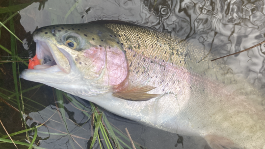 Les truites raffolent des blobs qui sont rapidement devenus incontournables en r&eacute;servoir
