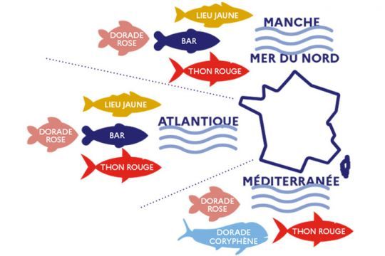 Les esp&egrave;ces &agrave; d&eacute;clarer dans l'application Recfishing