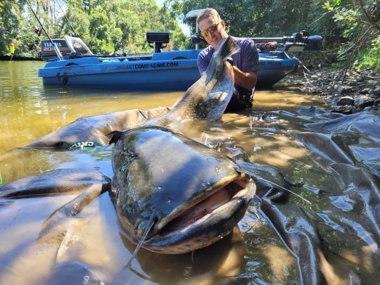 Classer ce g&eacute;ant en nuisible : une absurdit&eacute;
