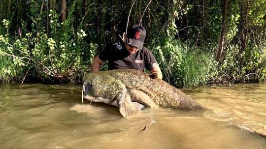 Prot&eacute;geons nos g&eacute;ants, c'est urgent.
