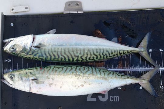 Le maquereau est un poisson de p&ecirc;che sportive par excellence