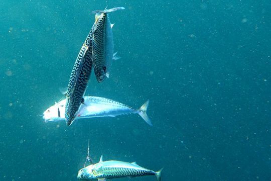 Les pêcheurs de loisir peuvent s'exprimer sur le quota de 5 maquereaux