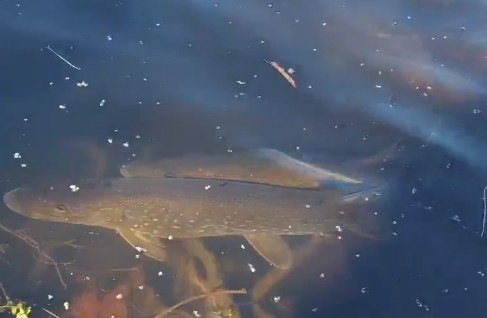 Une reproduction massive&hellip; en apparence