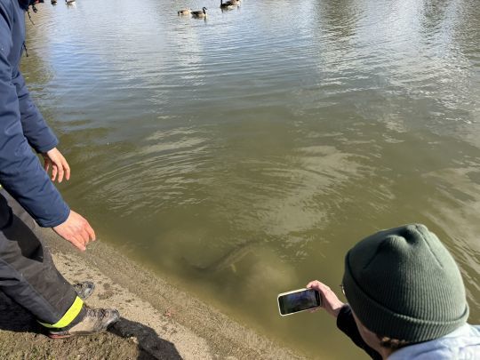 Un brochet l&acirc;ch&eacute; dans un des &eacute;tangs du Bois de Boulogne.