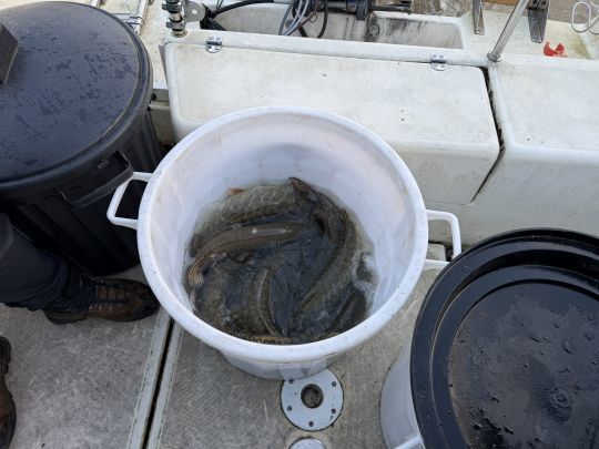 Ils seront moins &agrave; l'&eacute;troit dans la Seine ! 