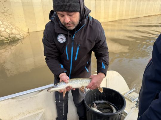 Damien Bouchon avec un brochet remis en Seine.