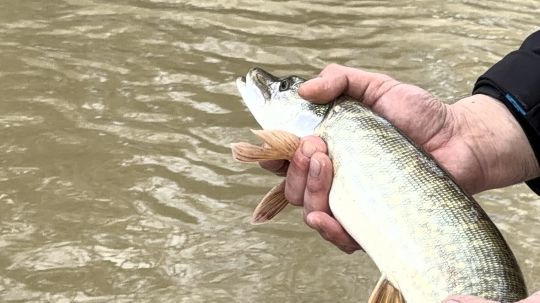 Les brochets sont d&eacute;j&agrave; de belle taille, 55 &agrave; 60 cm.