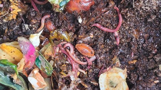 Les vers de terre, des app&acirc;ts efficaces sur le silure.