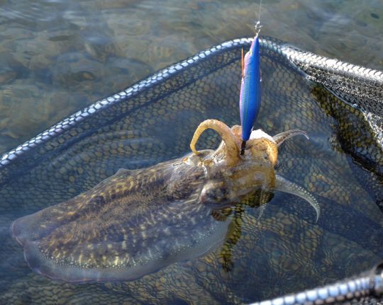 Des turluttes de qualit&eacute;.
