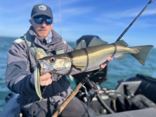 &Agrave; l'inverse de la p&ecirc;che en verticale, ici, sur des zones peu profondes, la p&ecirc;che du lieu se fait en lancer-ramener.