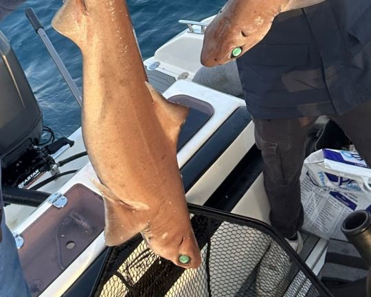 A manipuler avec pr&eacute;caution.