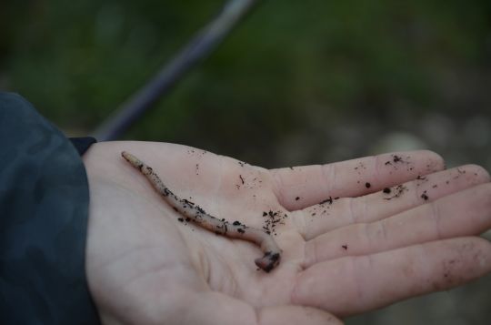 Le ver de terre, un app&acirc;t de d&eacute;but de saison pour la truite.
