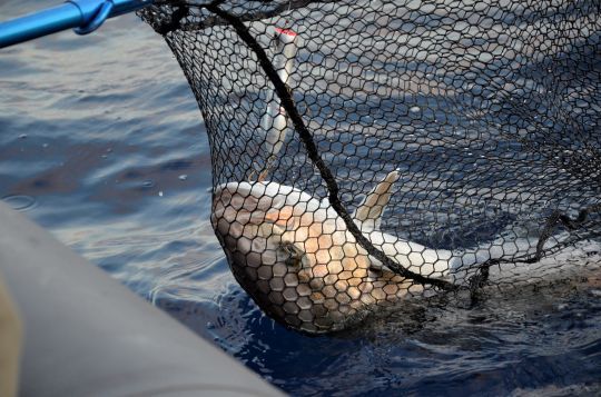 Une p&ecirc;che remplie de sensations.
