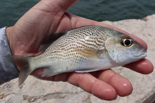Gorette ray&eacute;e.