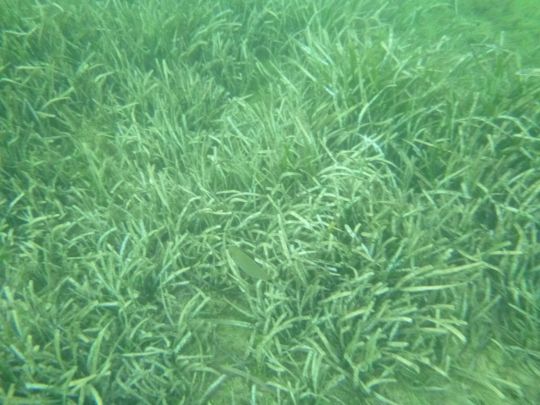 Des &eacute;cosyst&egrave;mes en danger.