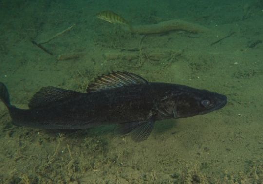 Un m&acirc;le tout noir, dis &laquo; sandre Charbonnier &raquo;, pr&ecirc;t pour la p&eacute;riode de reproduction.