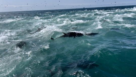 Une fois que les thons d&eacute;cident de percer la surface, la chasse est impressionnante.