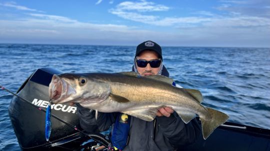 Sur les &eacute;paves profondes se cachent de gros lieus jaunes.