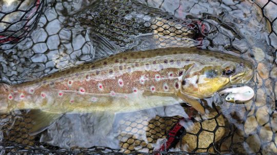 Souvent, le Black Minnow 70 s&eacute;lectionne les poisson un peu plus jolis.