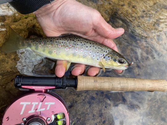 Et voila la premi&egrave;re truite de l'ann&eacute;e tant attendue! Elle craquera pour une nymphe en oreille de li&egrave;vre bien pr&eacute;sent&eacute;e