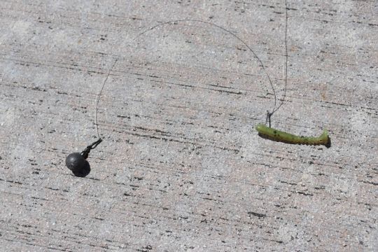 Le montage drop shot est parfait pour p&ecirc;cher en rockfishing.