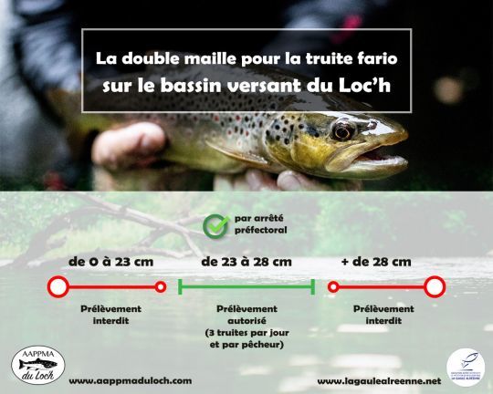 Entre 23 et 28 cm sur la rivi&egrave;re Loc'h dans le Morbihan, on peut garder sa truite. En dessous et au-dessus, rel&acirc;che obligatoire. 