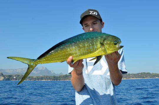 Plus besoin de d&eacute;clarer ses prises.