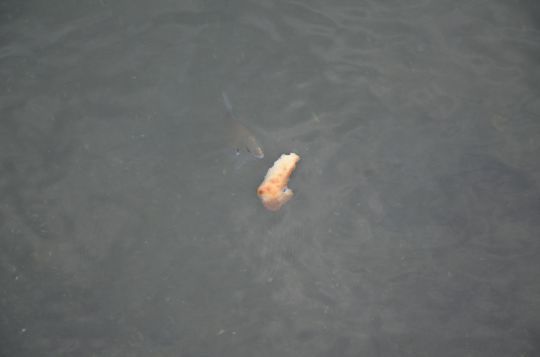 Faire venir les poissons &agrave; vous.