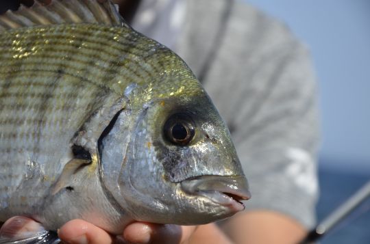 Adopter son amorce aux poissons cibl&eacute;s.