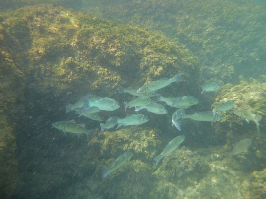 L'amorce fait aussi venir les pr&eacute;dateurs.