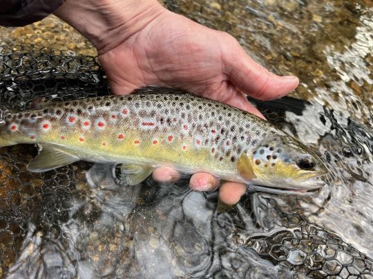 Superbe robe des farios sauvages bretonnes de ma petite rivi&egrave;re