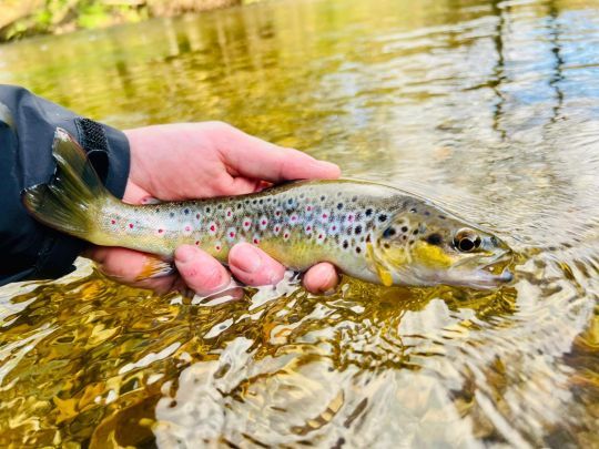 D&egrave;s le premier poste, la premi&egrave;re truite est au sec. Quelle magnifique robe !